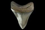 Serrated, Fossil Megalodon Tooth - Collector Quality! #145415-2